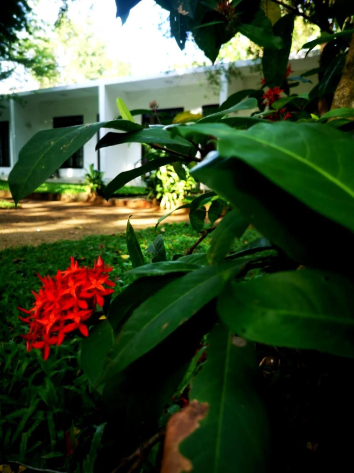 Hotel Bird Paradise Sigiriya Eksteriør billede